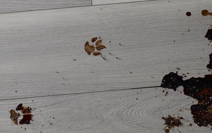 dirty paw prints on laminate flooring